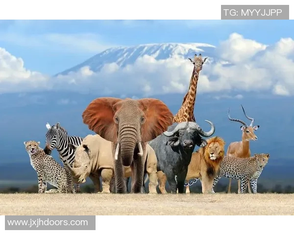 姚明携手养老虎保护计划助力野生动物保护与生态平衡